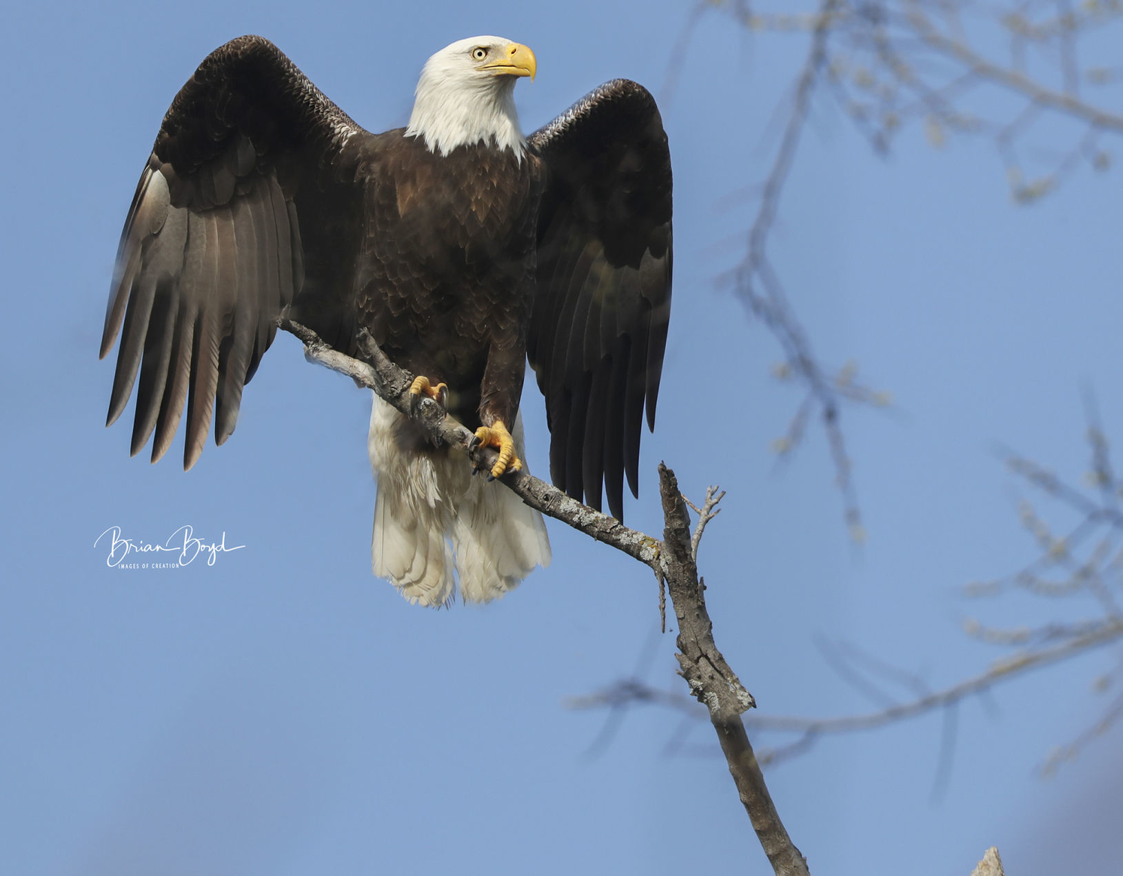 Lake Waco Eagles
